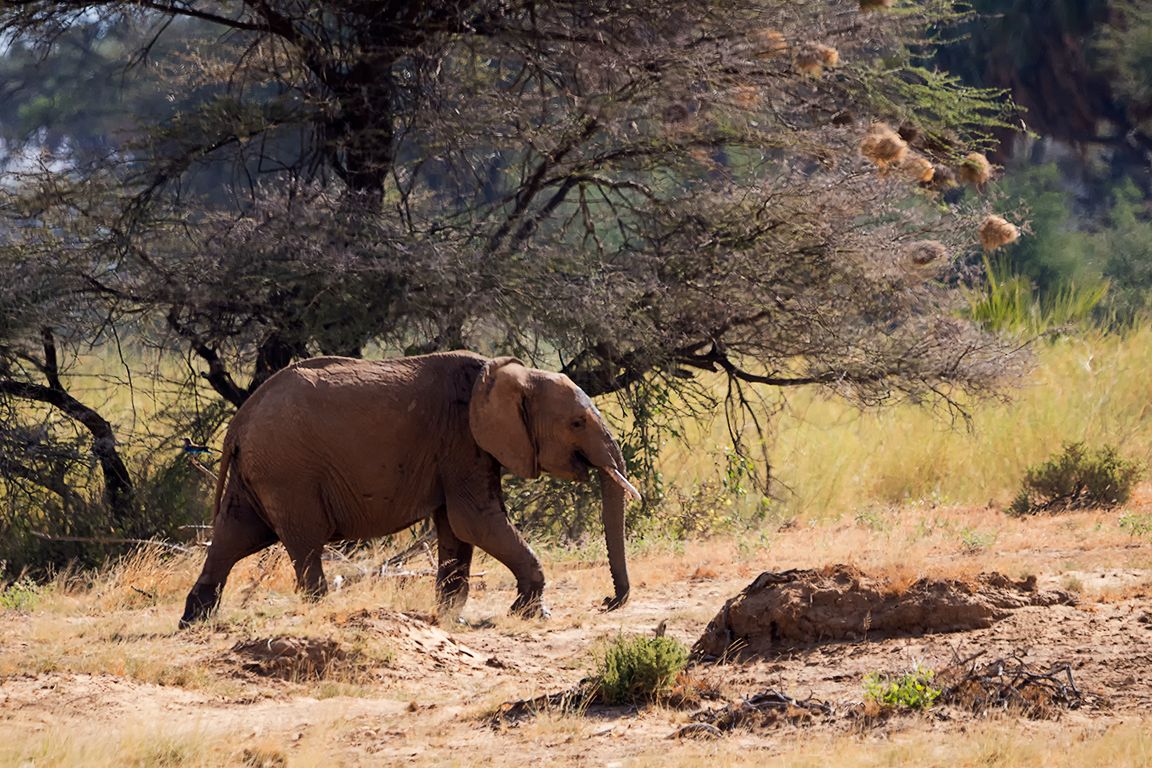 Pronto encontramos elefantes
