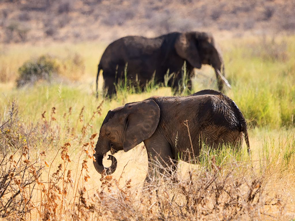 Pronto encontramos elefantes