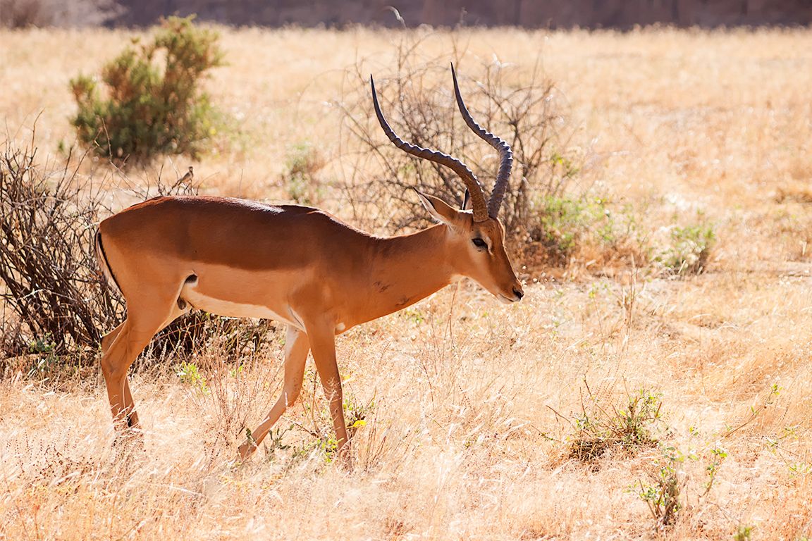 Impala macho