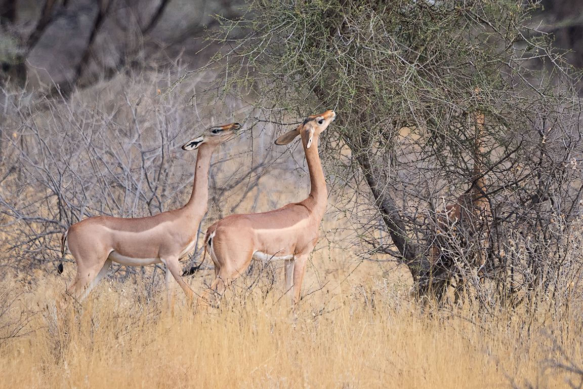 Antílope jirafa - Gerenuk