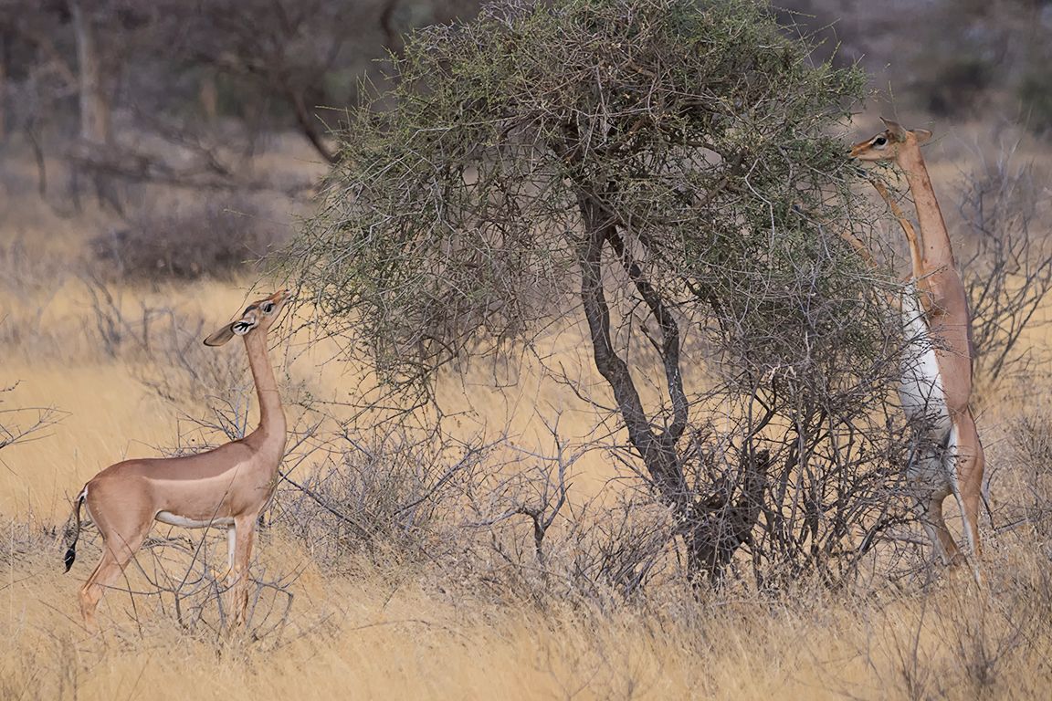 Antílope jirafa - Gerenuk