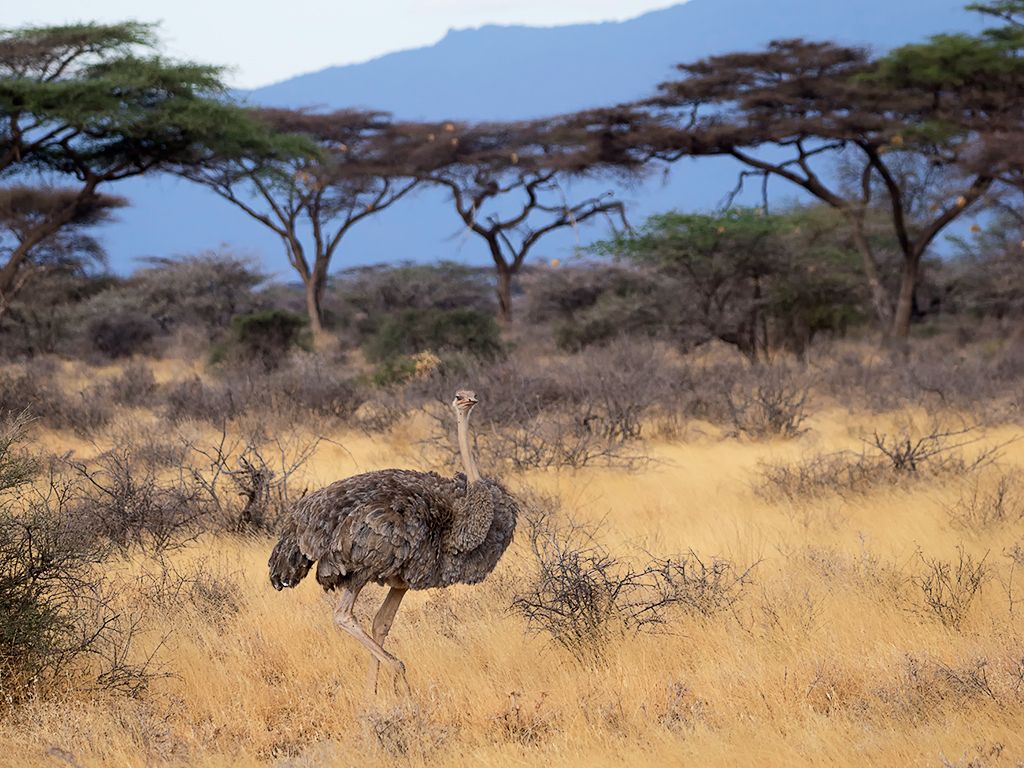 Hembra de avestruz