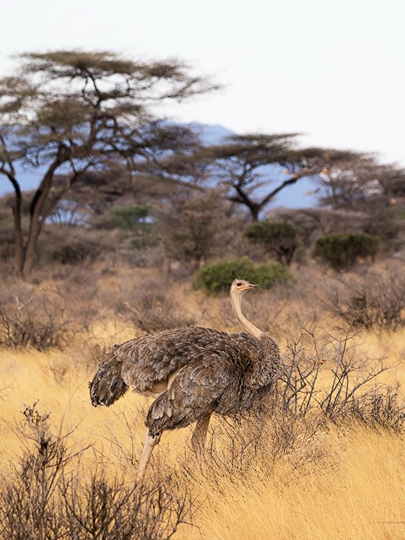 Hembra de avestruz