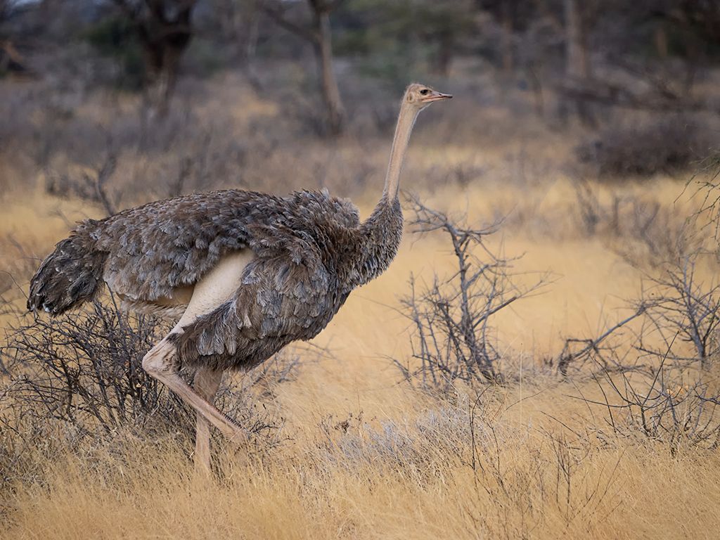 Hembra de avestruz