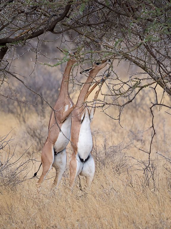 Antílope jirafa - Gerenuk