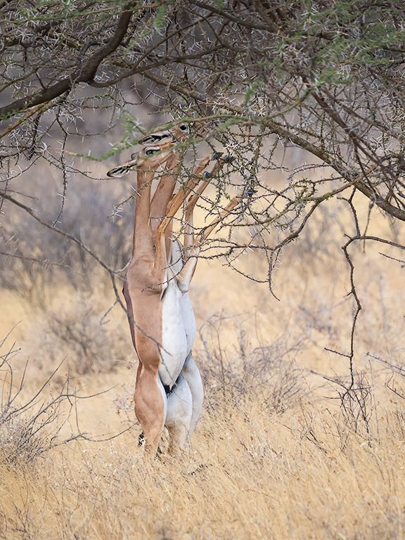 Antílope jirafa - Gerenuk