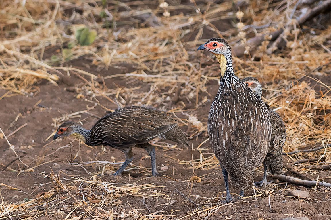 Francolín de cuello amarillo