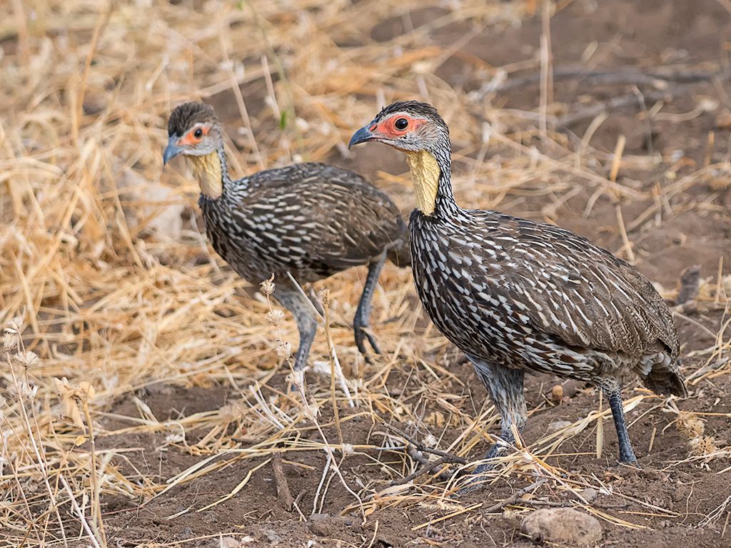 Francolín de cuello amarillo