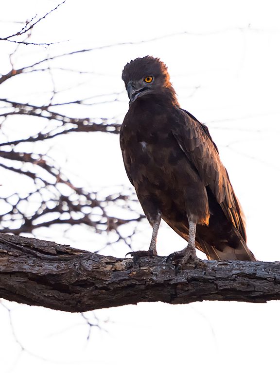 Águila culebrera sombría