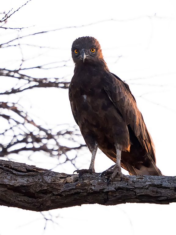 Águila culebrera sombría