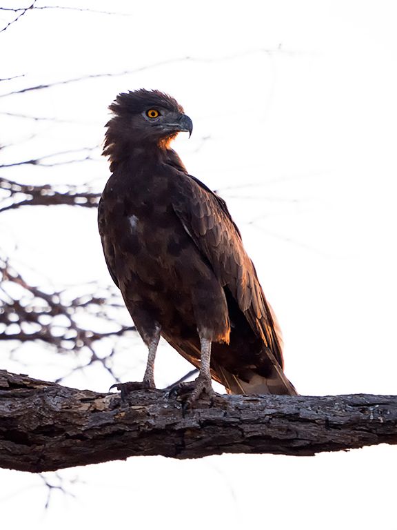 Águila culebrera sombría