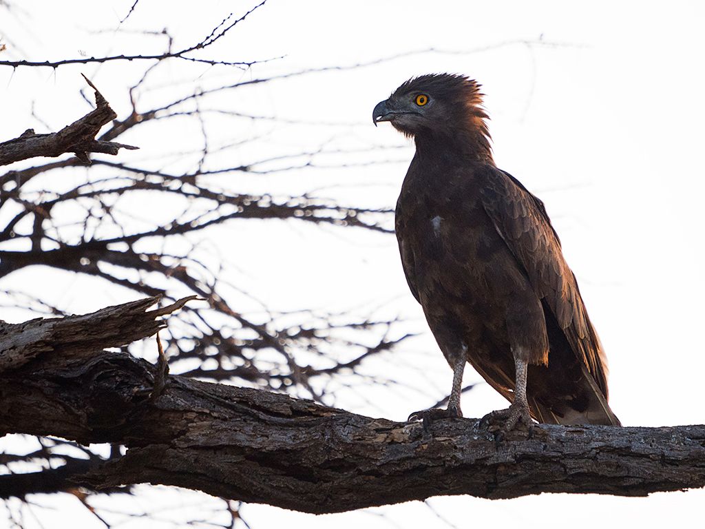 Águila culebrera sombría