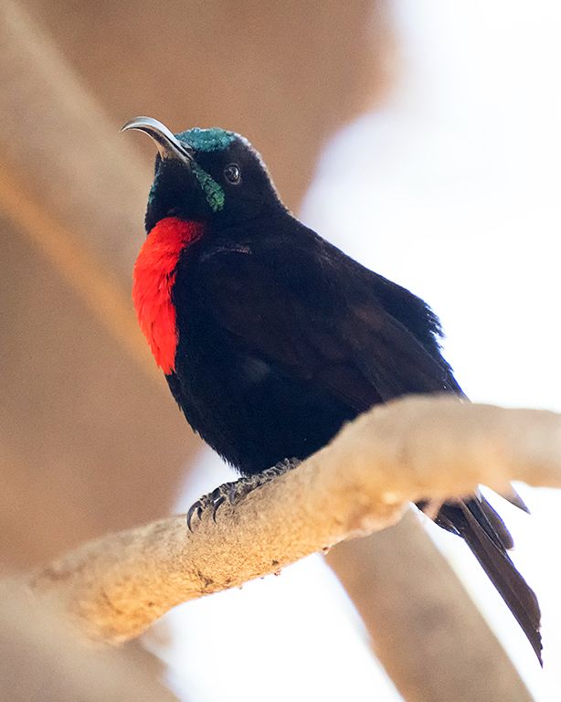Pájaro sol de cazador - Nectarinia hunteri
