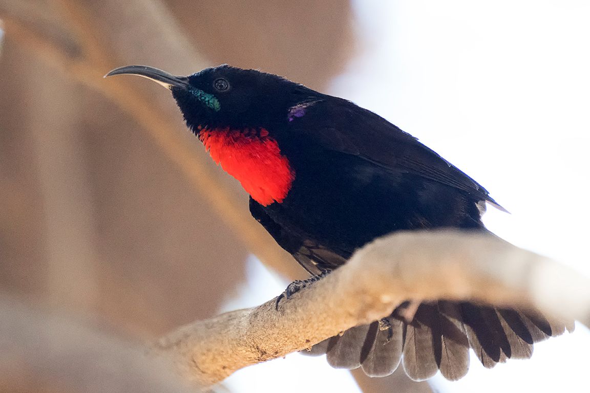 Pájaro sol de cazador - Nectarinia hunteri