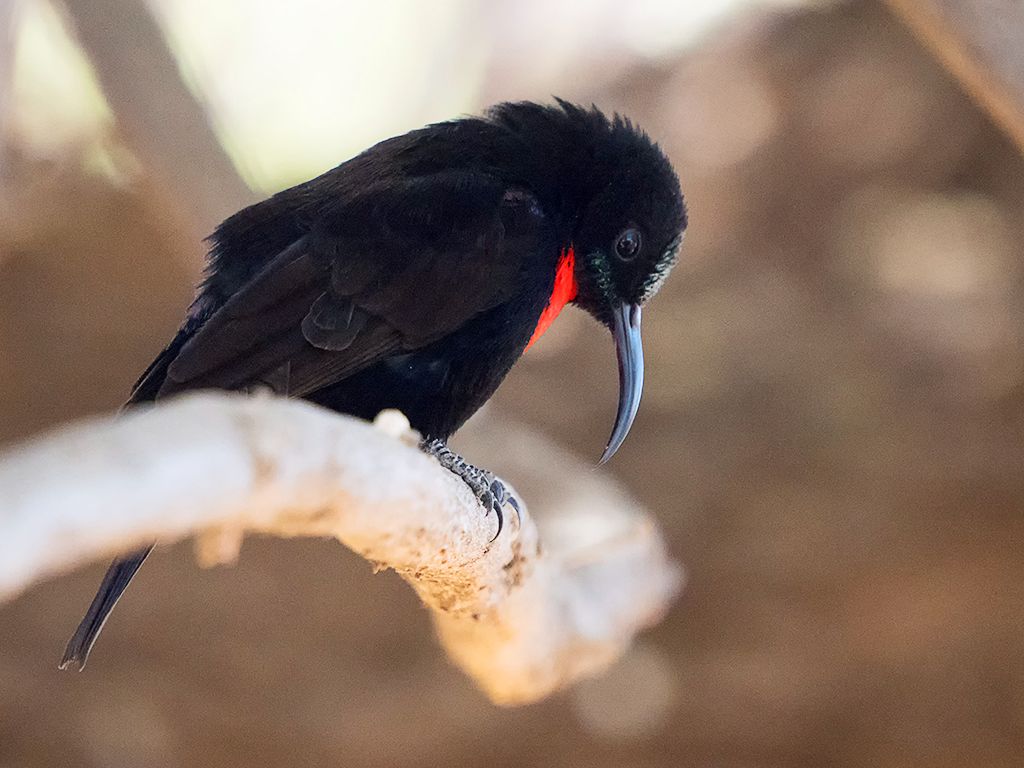 Pájaro sol de cazador - Nectarinia hunteri