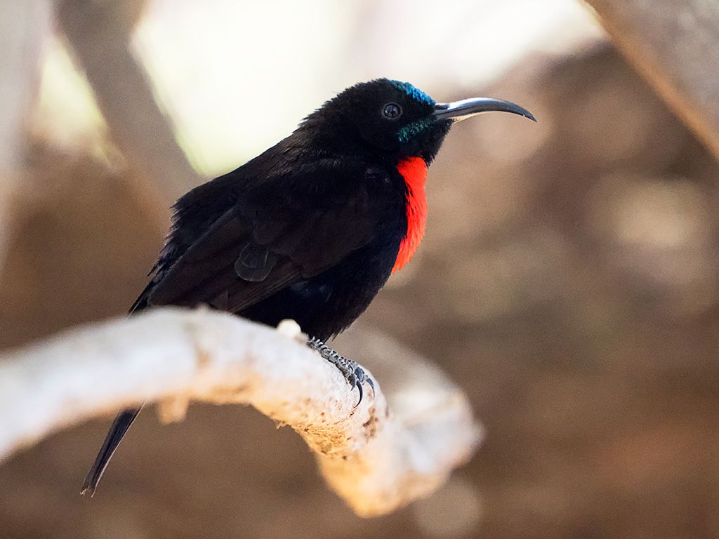 Pájaro sol de cazador - Nectarinia hunteri