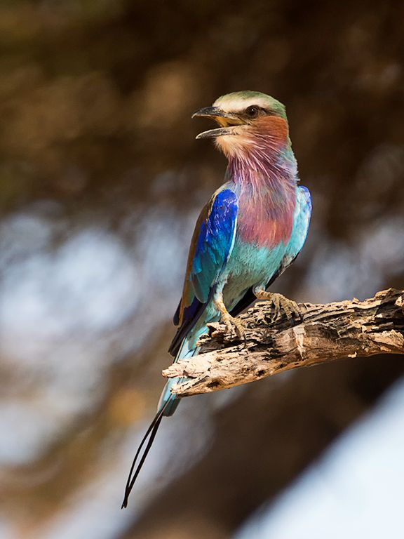 Carraca de pecho lila