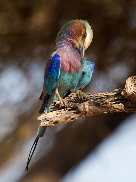 Carraca de pecho lila