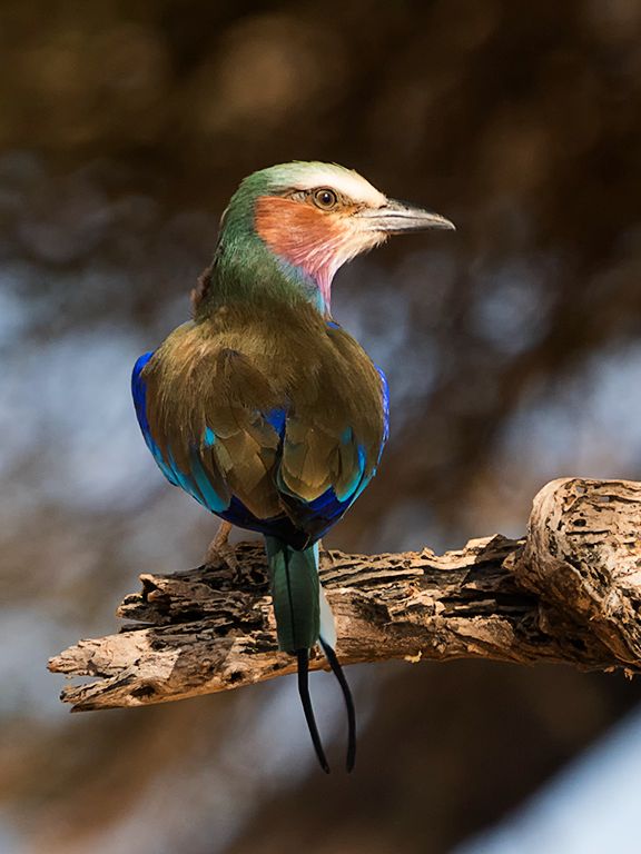 Carraca de pecho lila
