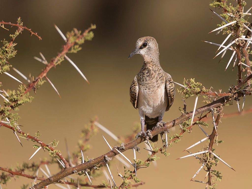 Tórtola rabilarga hembra