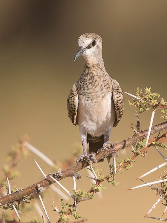 Tórtola rabilarga hembra