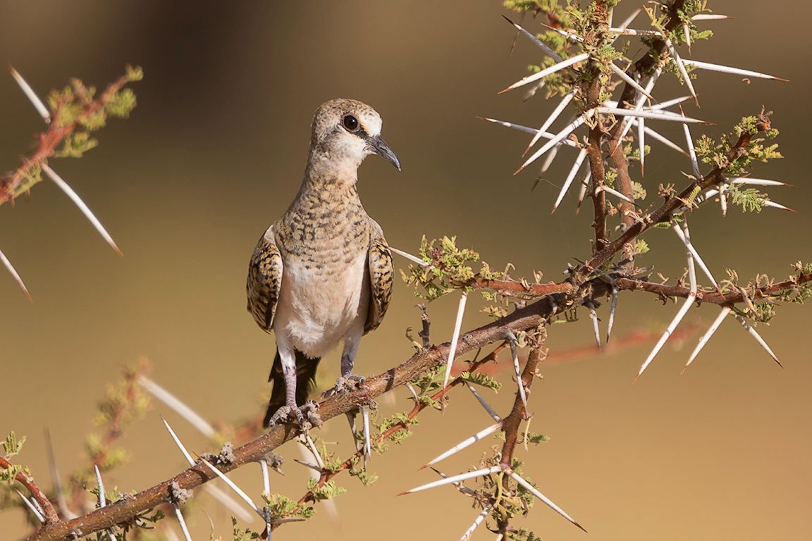 Tórtola rabilarga hembra
