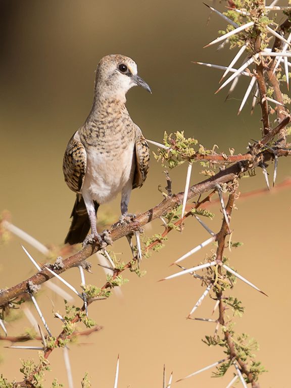 Tórtola rabilarga hembra