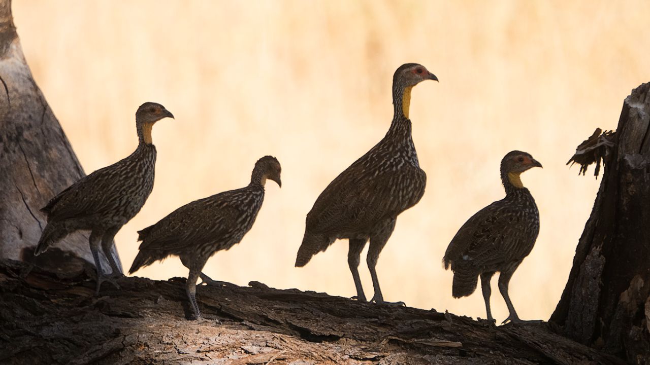Francolín de cuello amarillo