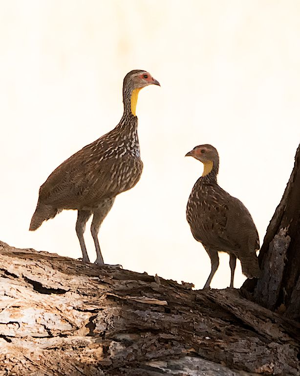 Francolín de cuello amarillo