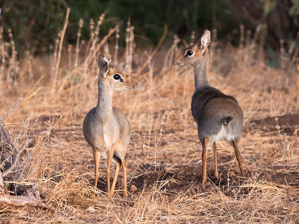 Dik dik