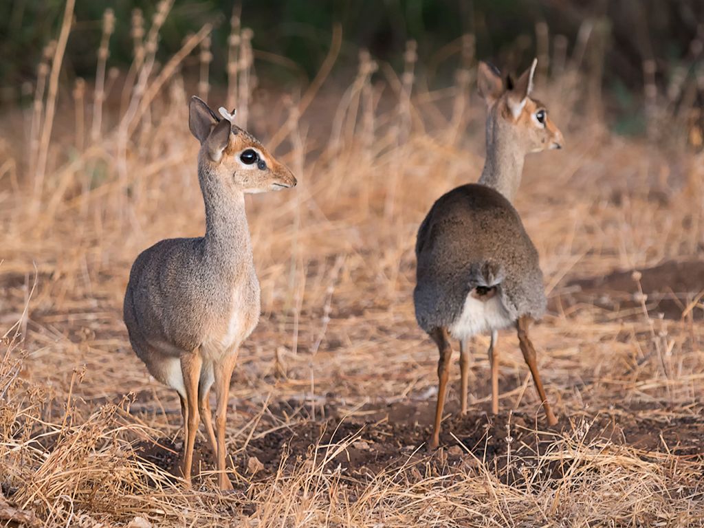 Dik dik