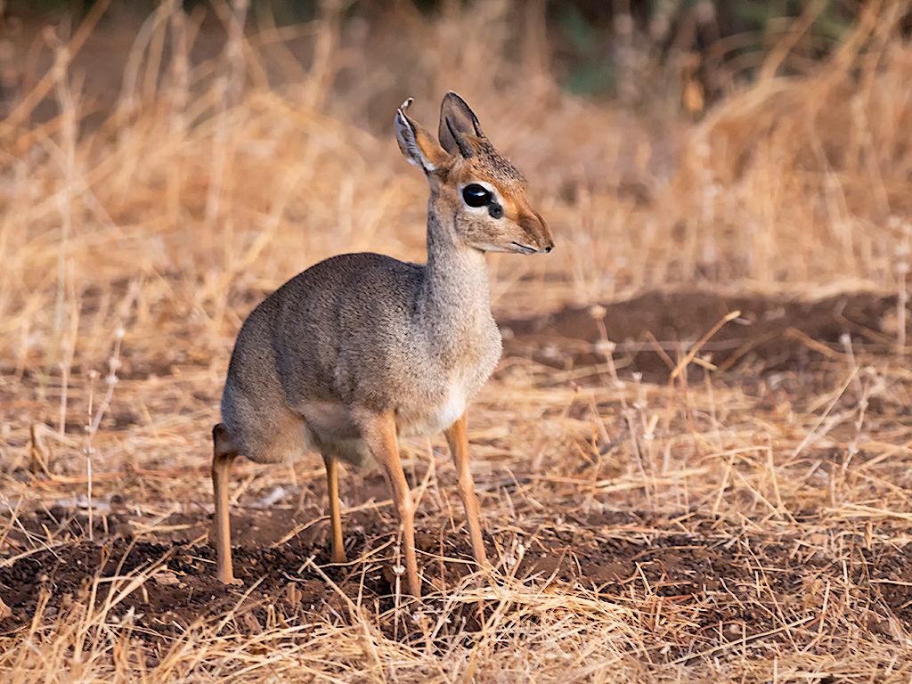 Dik dik