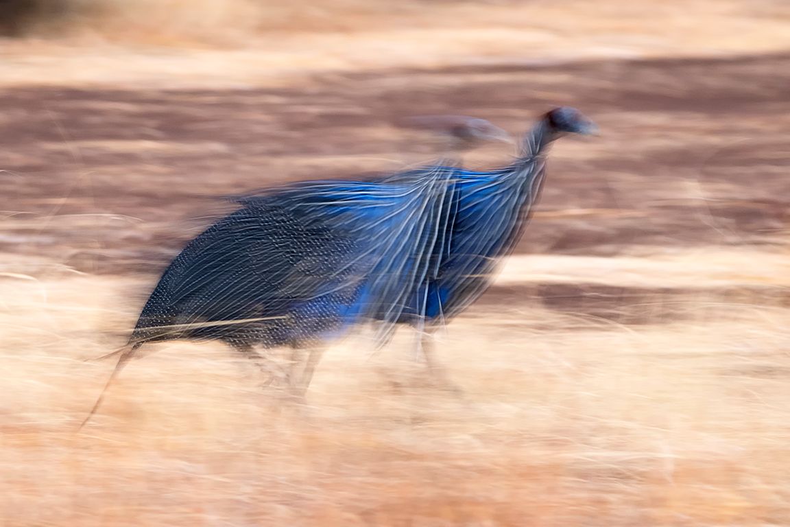 Gallinas de Guinea