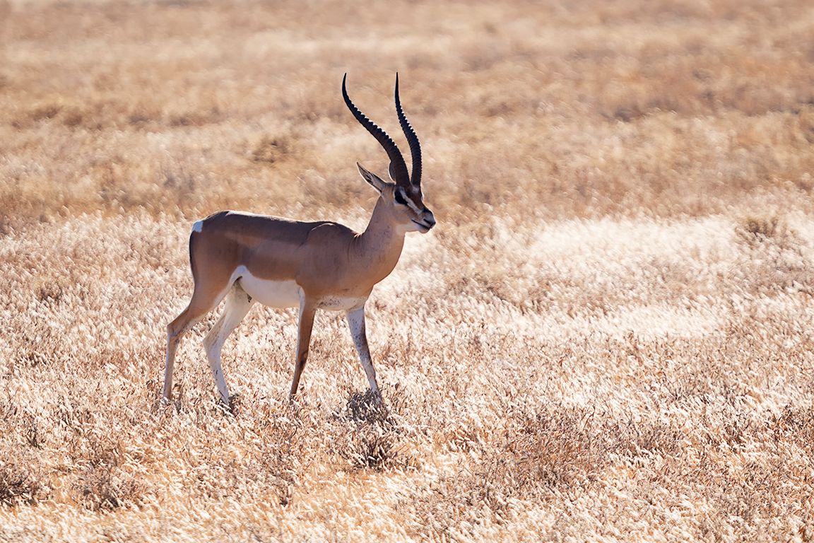 Gacela de Grant macho