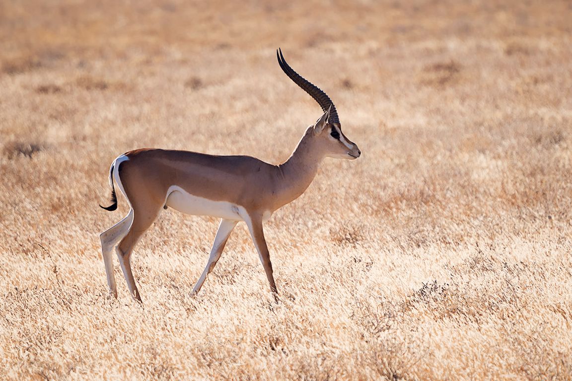 Gacela de Grant macho