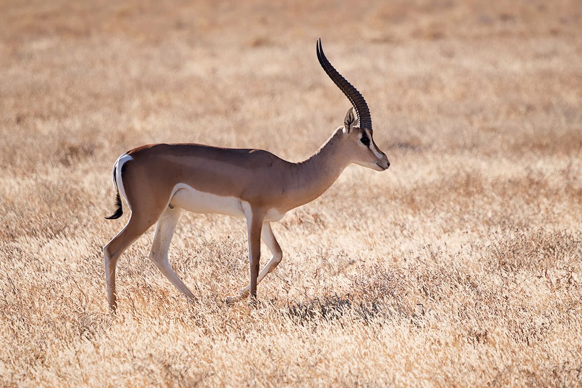 Gacela de Grant macho