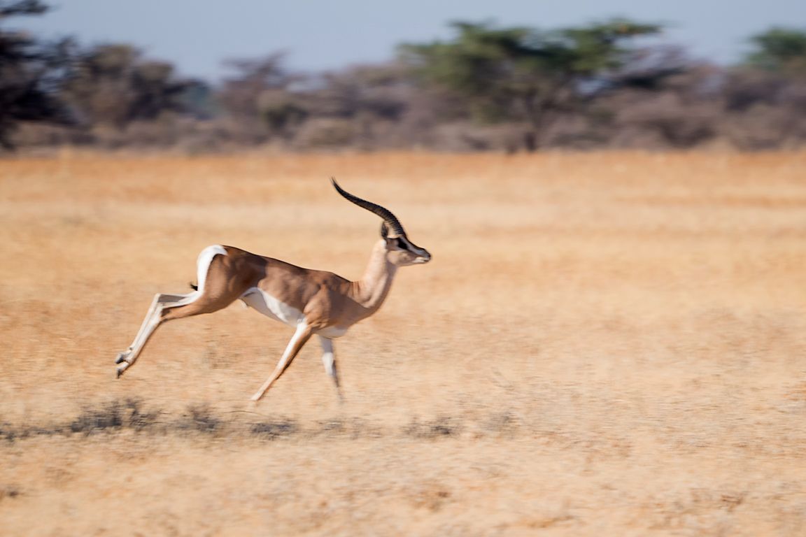 Gacela de Grant macho