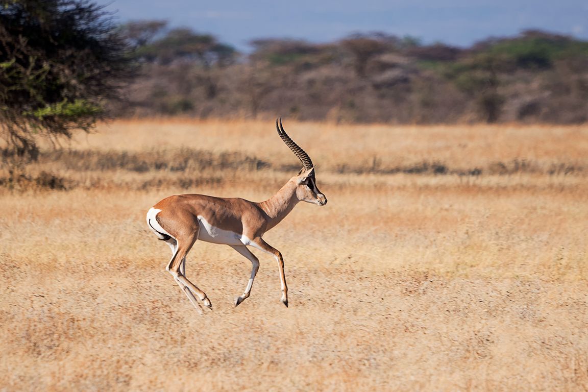 Gacela de Grant macho