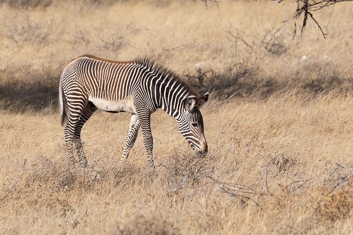 Cebra de Grevy