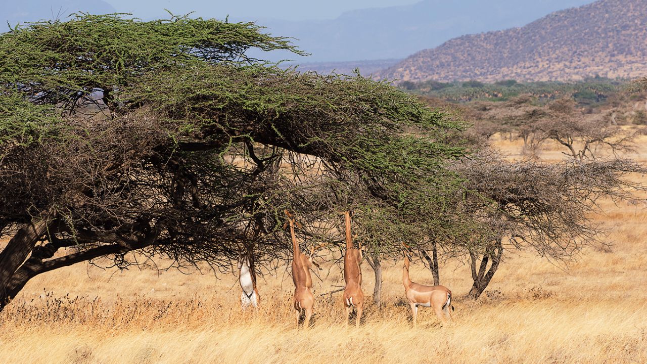 Antílope jirafa - Gerenuk