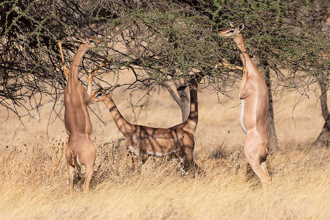 Antílope jirafa - Gerenuk