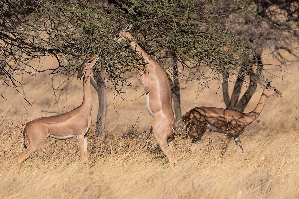 Antílope jirafa - Gerenuk