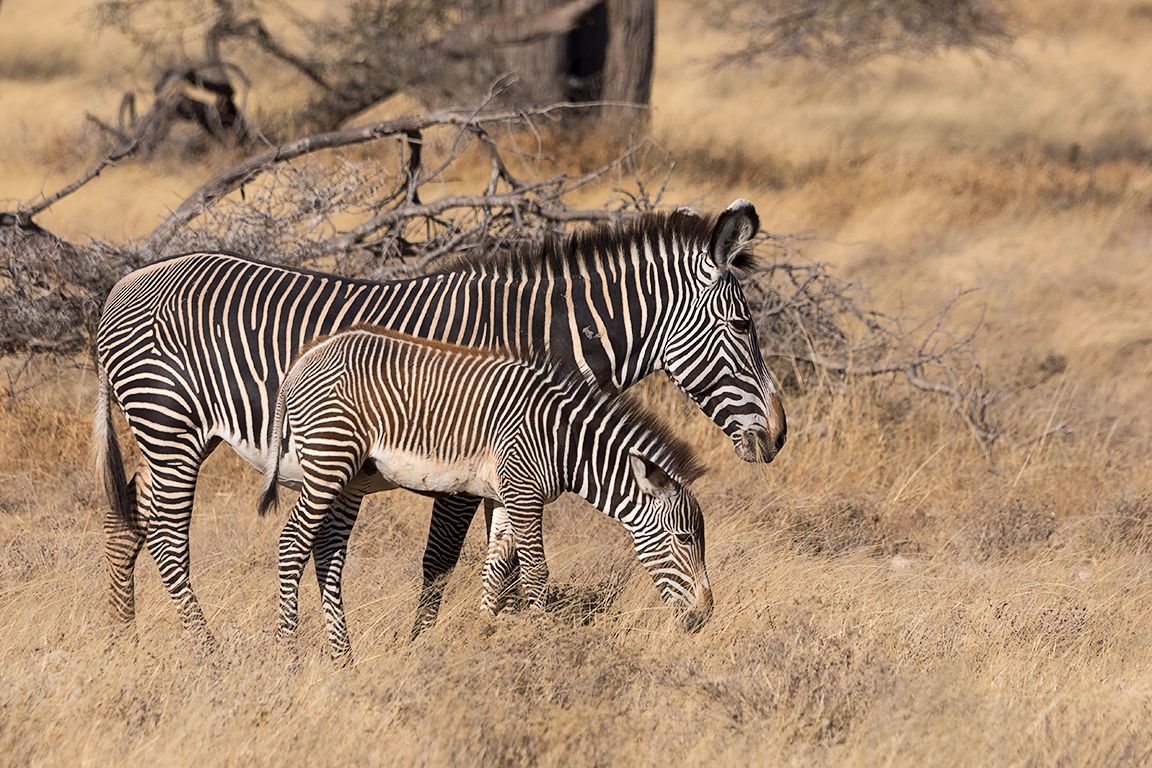 Cebra de Grevy