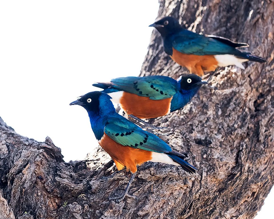 Estorninos soberbios