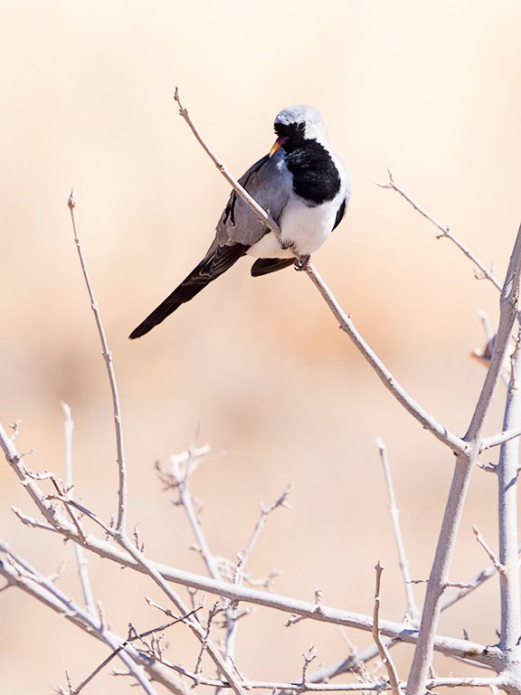 Tórtola rabilarga macho