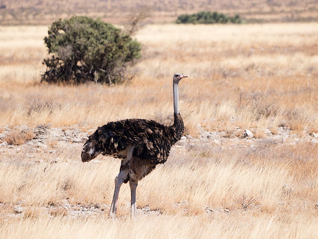 Avestruz macho joven