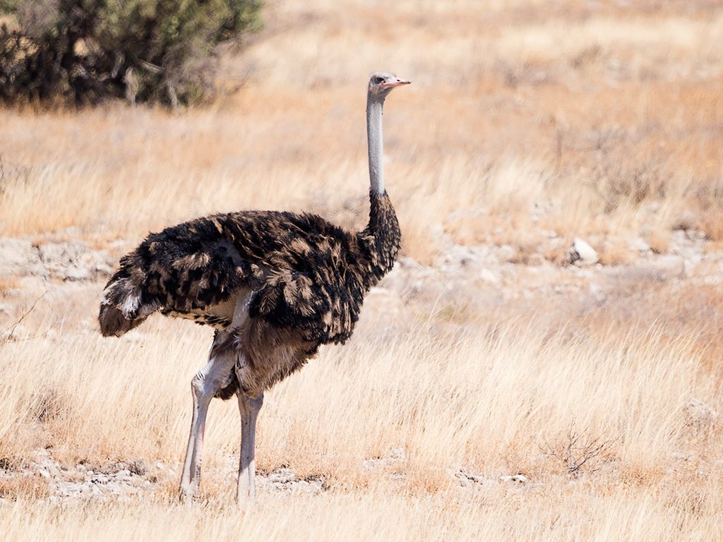 Avestruz macho joven