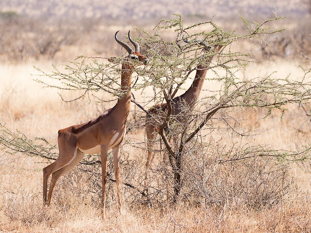 Antílope jirafa - Gerenuk