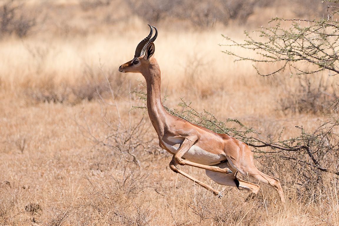Antílope jirafa - Gerenuk