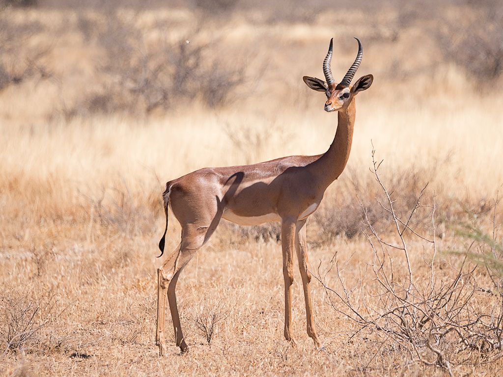 Antílope jirafa - Gerenuk